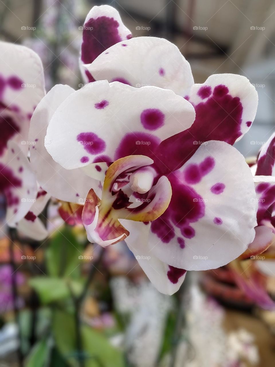 A beautiful orchid with the petals all spotted.  I found out doing a search on her on the internet, that she received the affectionate nickname of kitty due to her stains