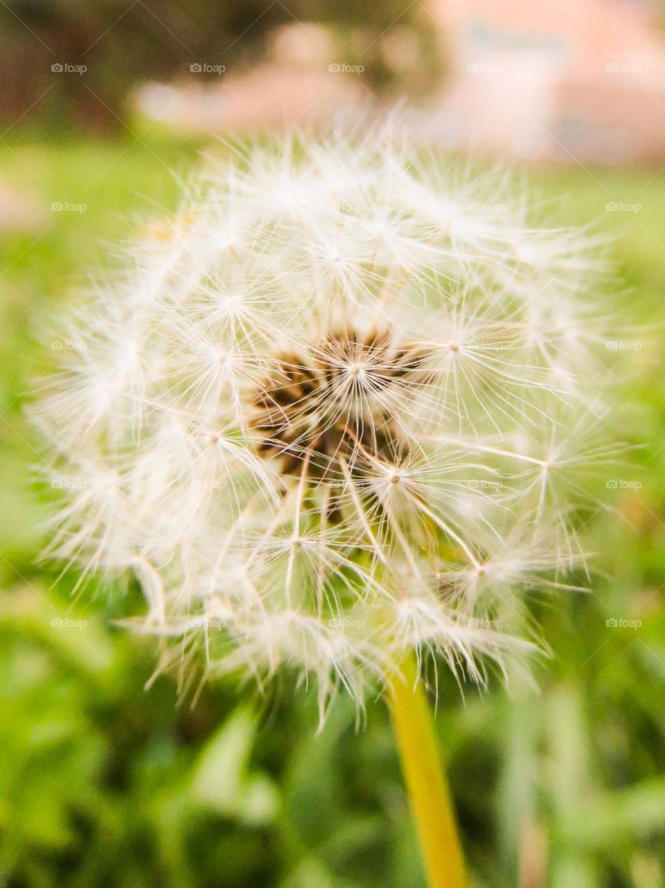 Dandelion 