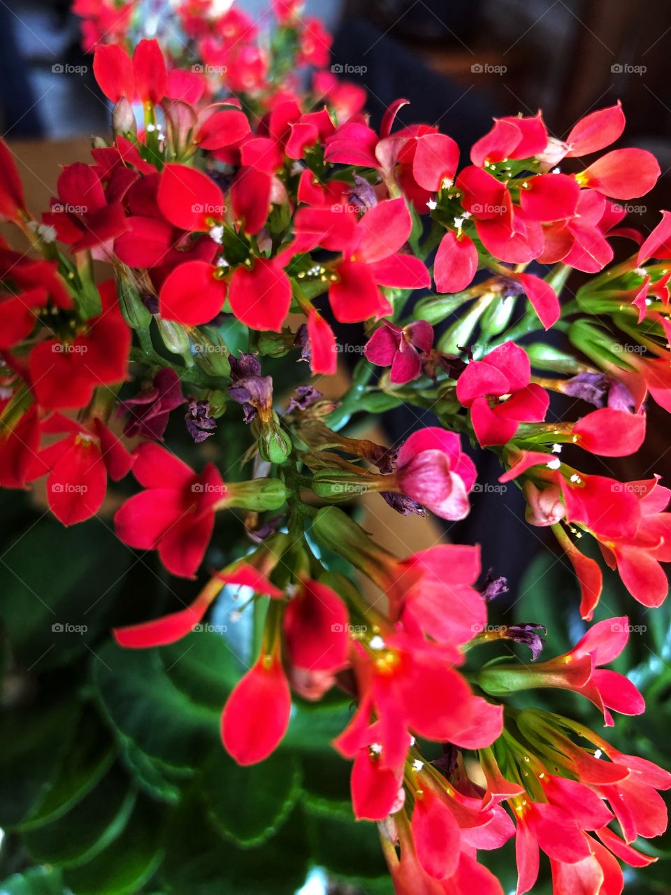 Red Floral house plant. Nurtured from my parents home. 