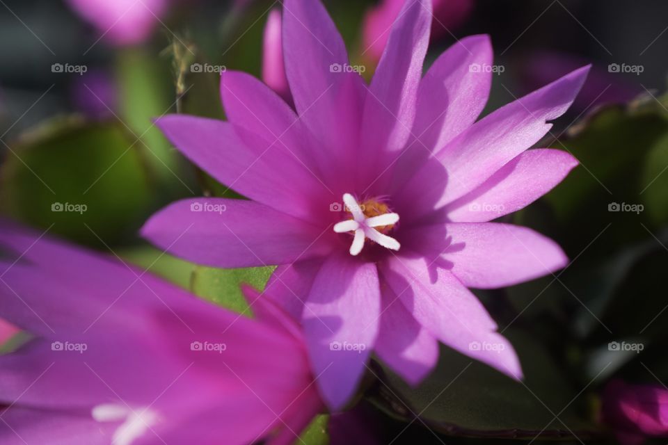 Close-up of flower