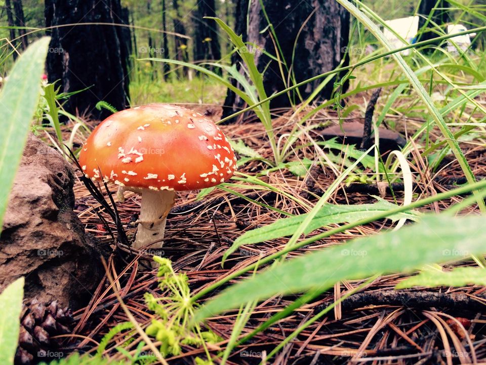 Toadstool in the forest