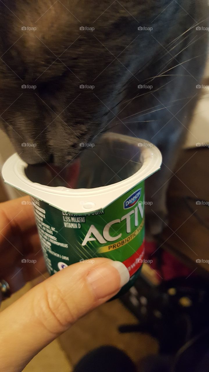 Yogurt =happy cat