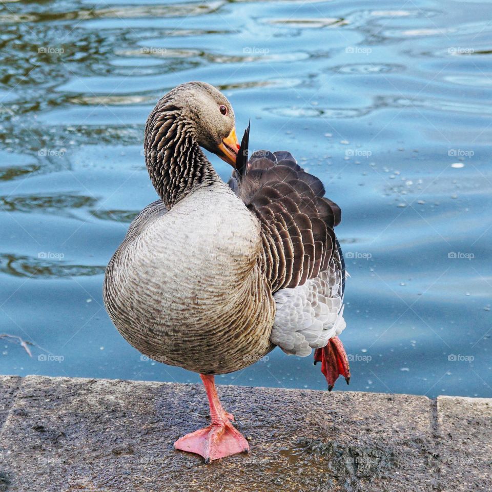 A duck pruning itself standing on one leg 🦆