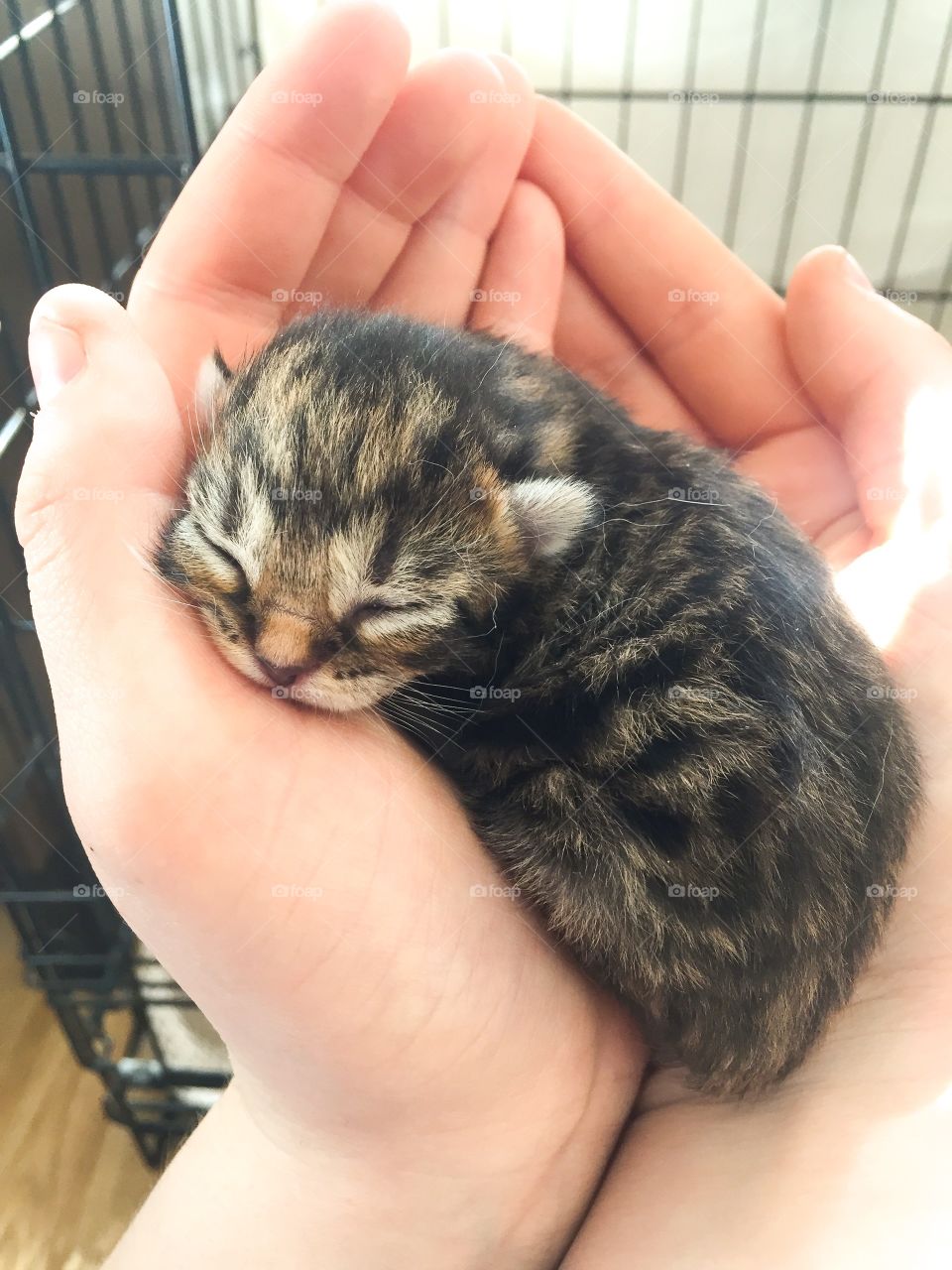 Newborn tabby Kitten held in two hands close up