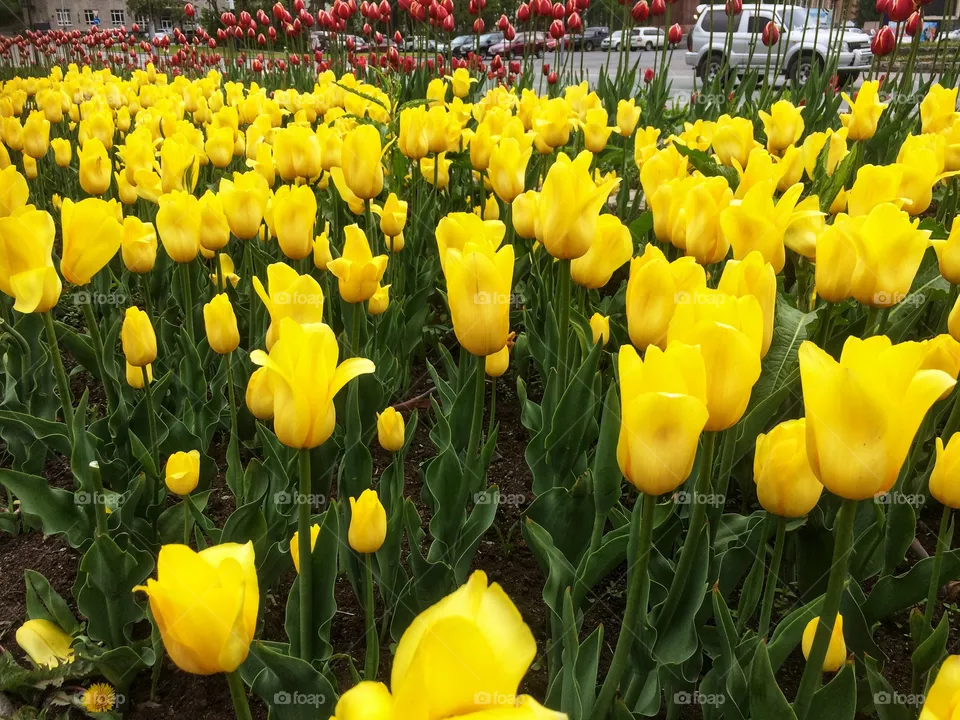 tulips
