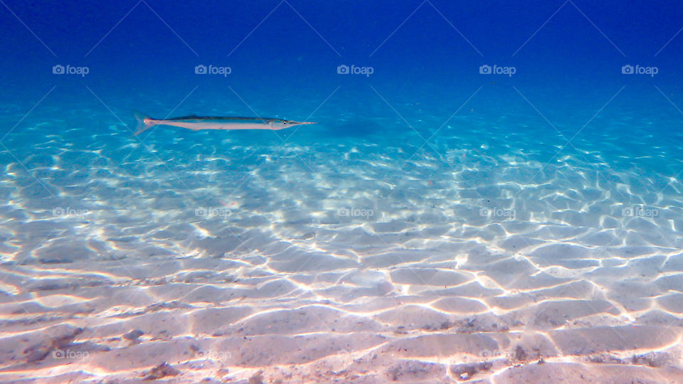 Swordfish swimming in sea