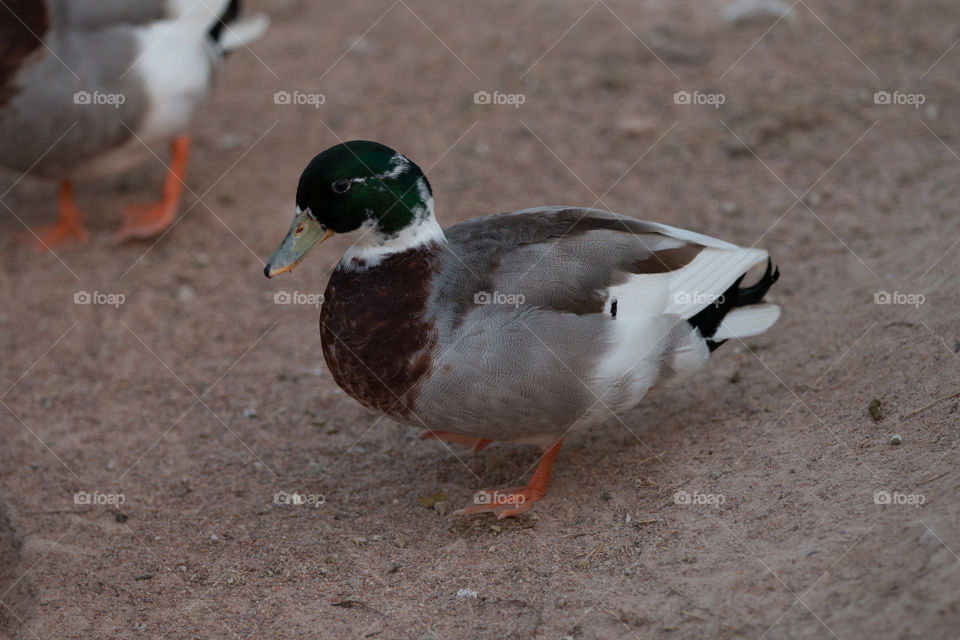 Duck, Bird, Poultry, Waterfowl, Mallard