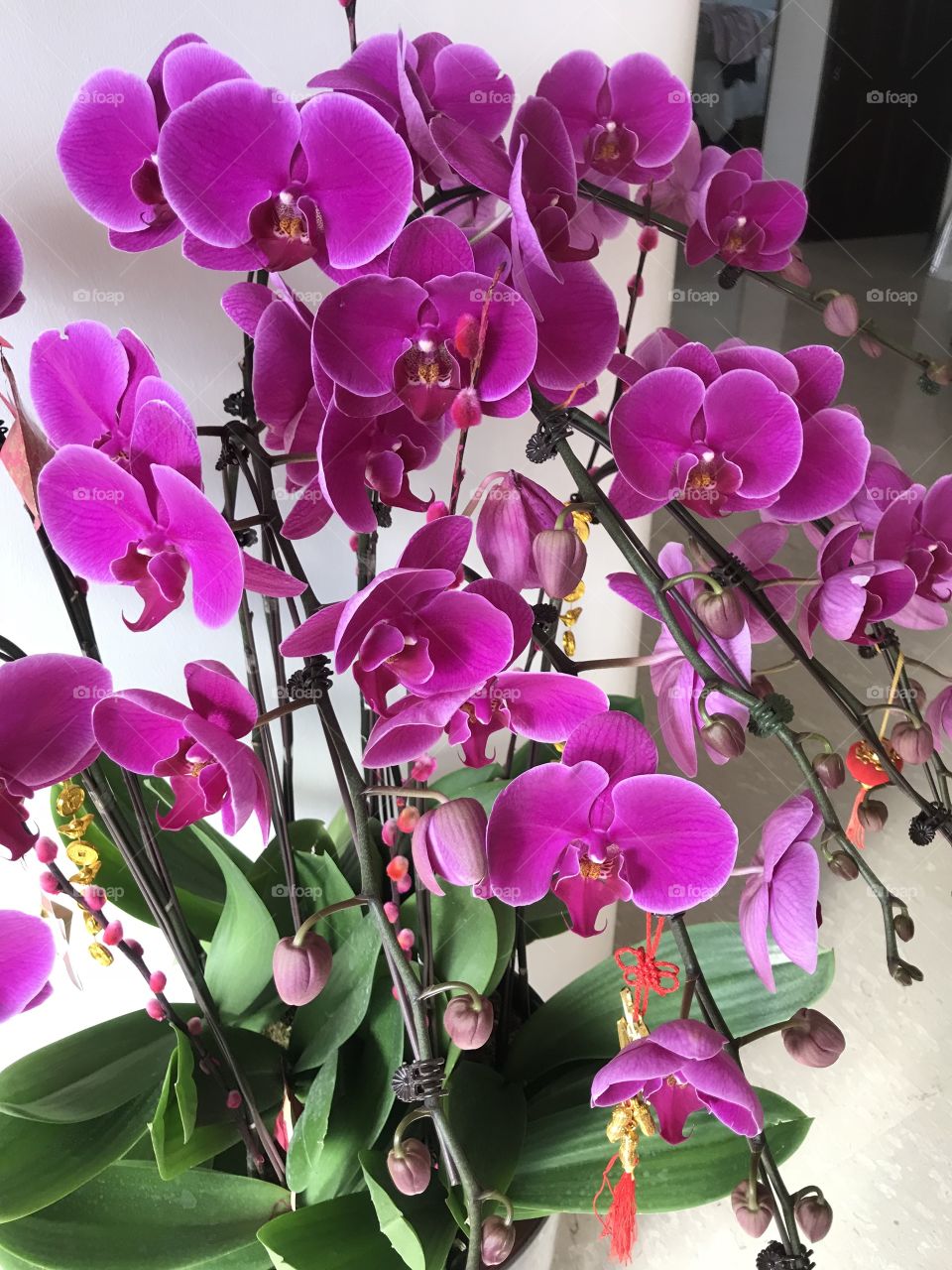 Orchid flowers ! Chinese New Year 2018! 