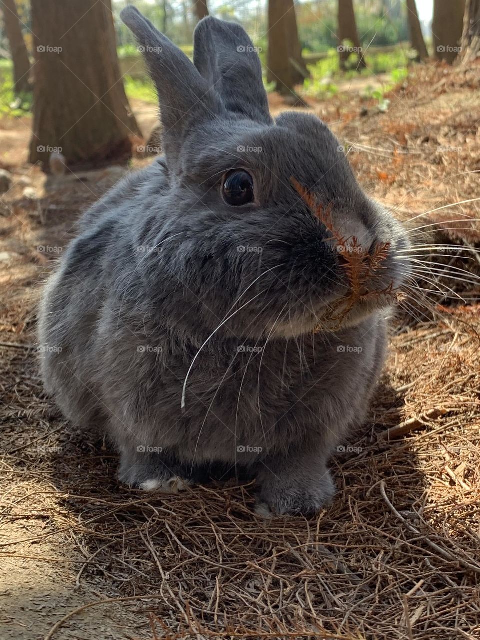 Sunny in the Bald Cypress