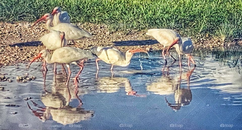 BIRDS IN A PUDDLE