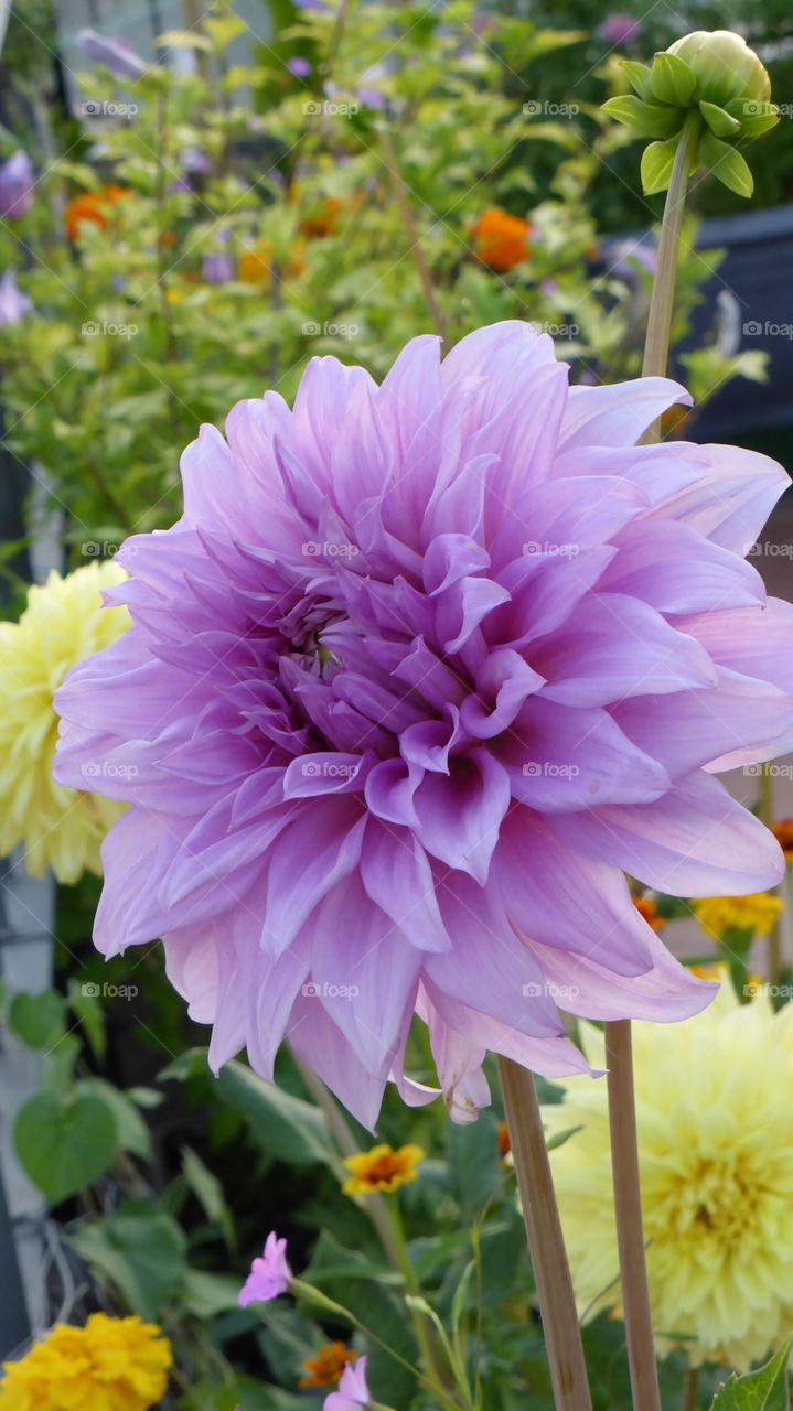 Big Dahlia. Big Dahlia in my terrace