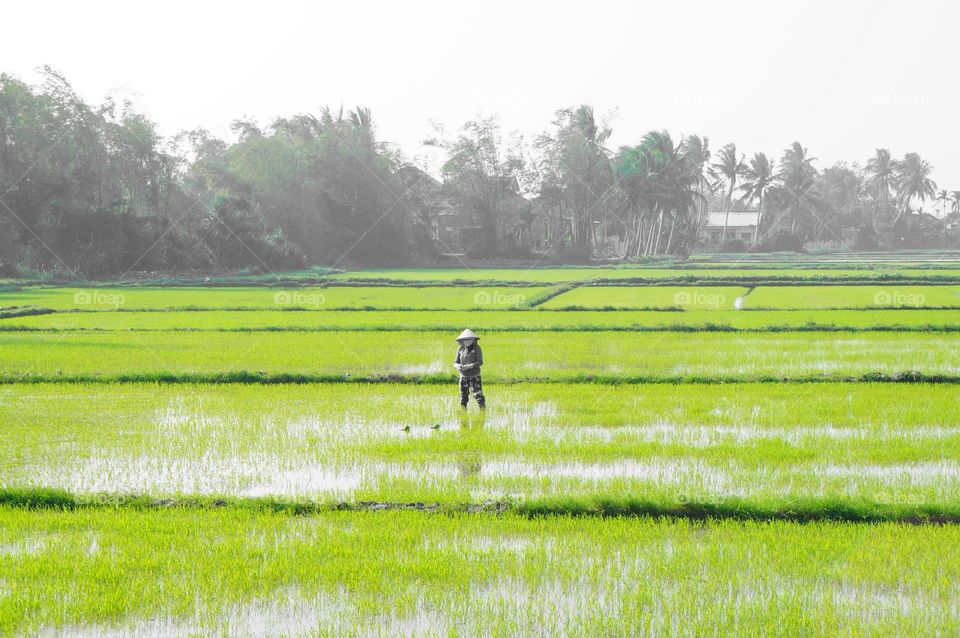 Landscape, Agriculture, Field, Farm, Rural