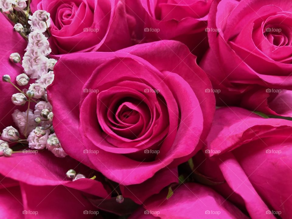 Lush, vibrant pink roses.