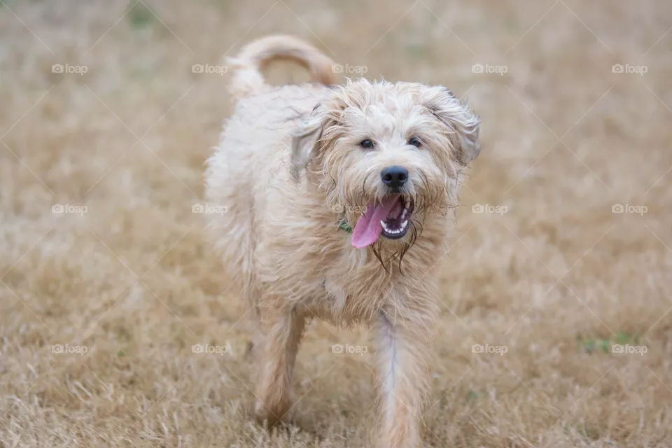 happy dog
