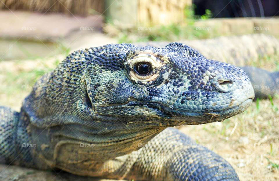 Reptile. colorful reptile at alligator farm in historic St. Augustine, Florida