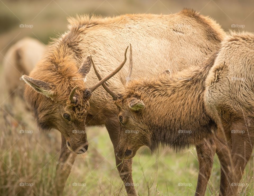 Waterbuck grazing grass