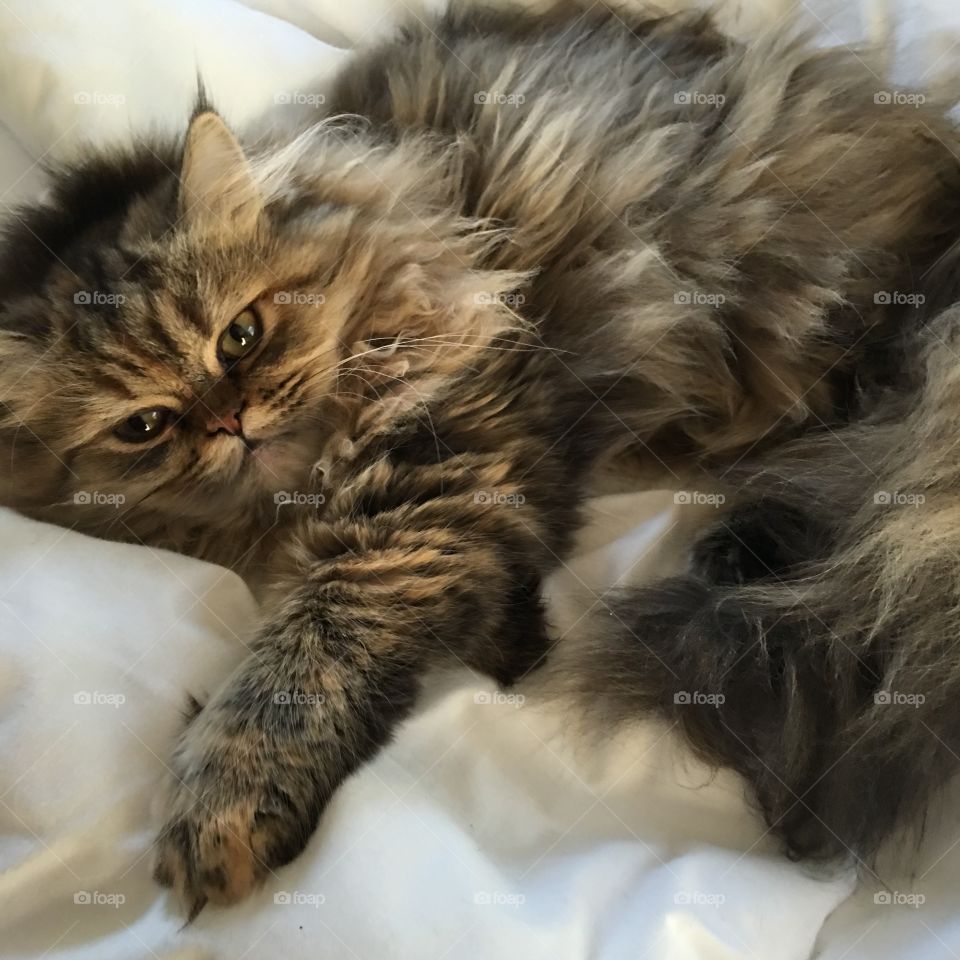 Norma thinks she is fancy! 