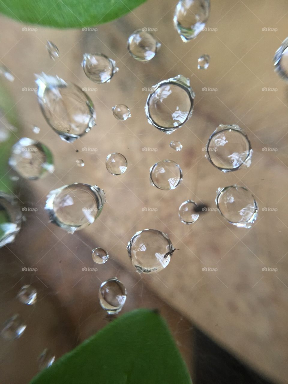 Macro dew on spider web