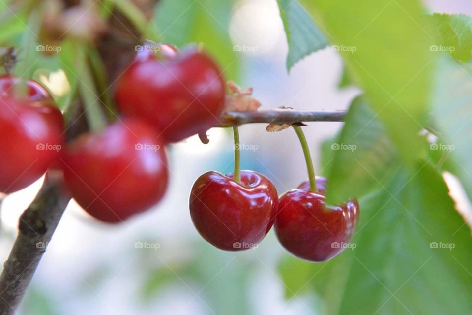 Cherry tree. garden