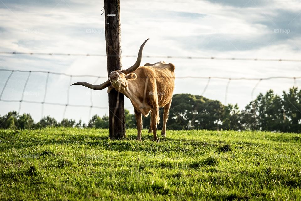 Longhorn scratching his neck on an old telephone pole. An old chicken wire fence adds a nice mood to the photo, as well as the color toning. 