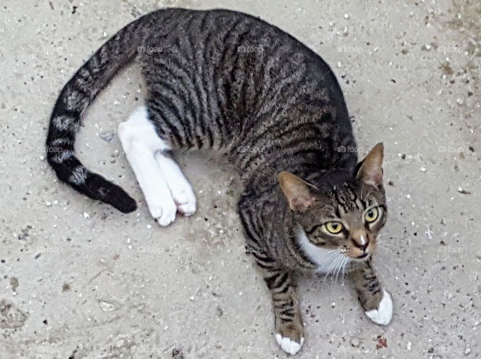 Grey Tabby Cat on Roatan island befriends us on vacation