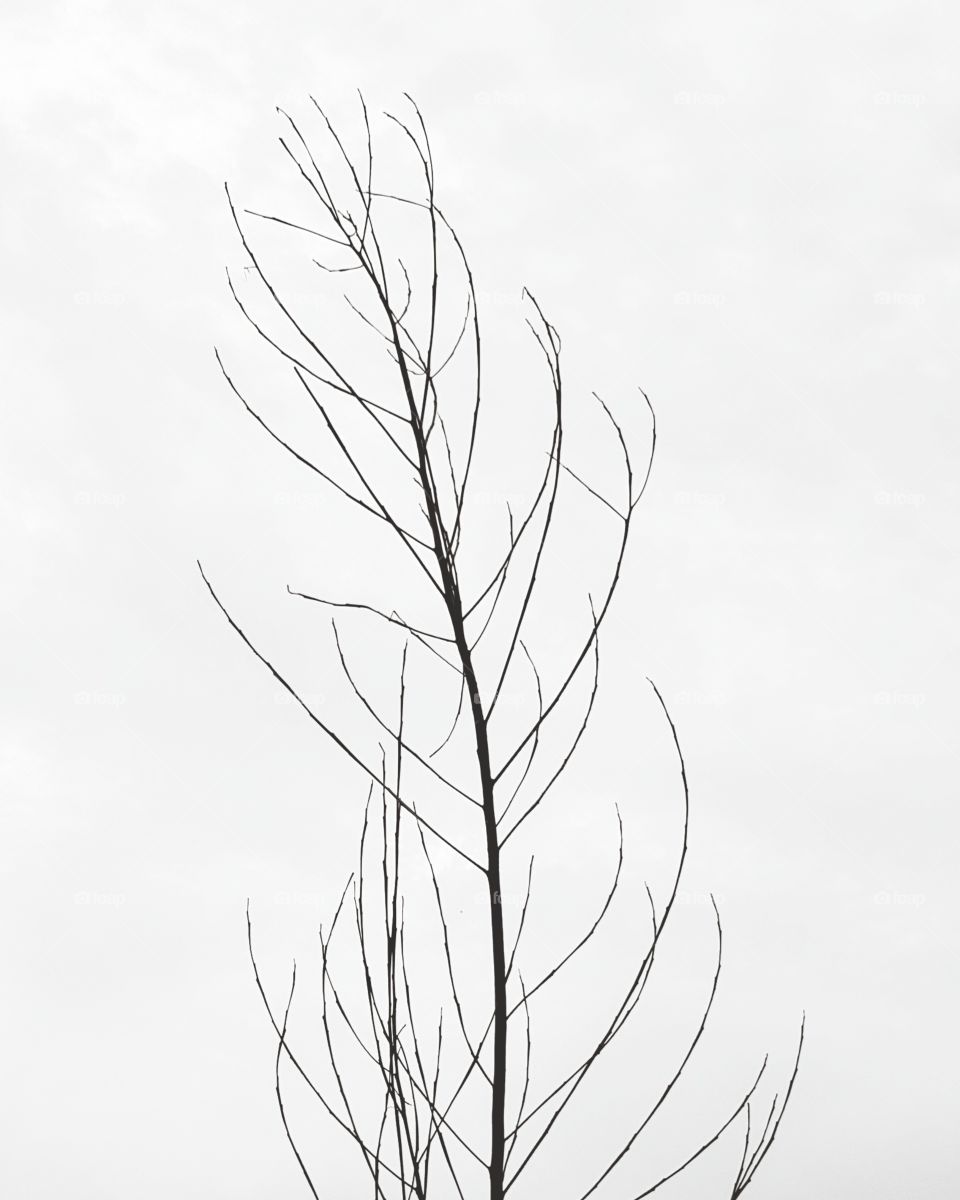 Branches without leaves