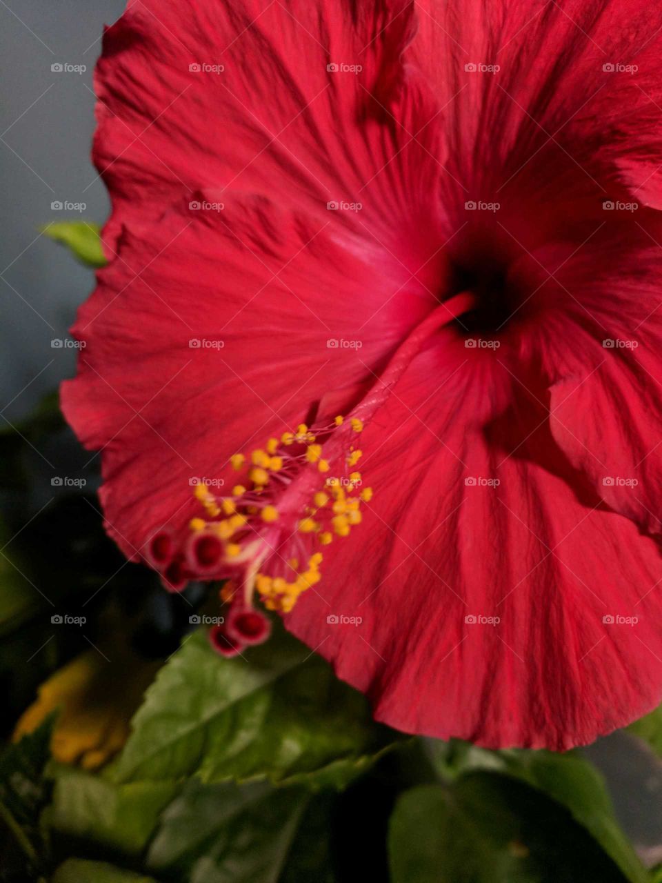 hibiscus