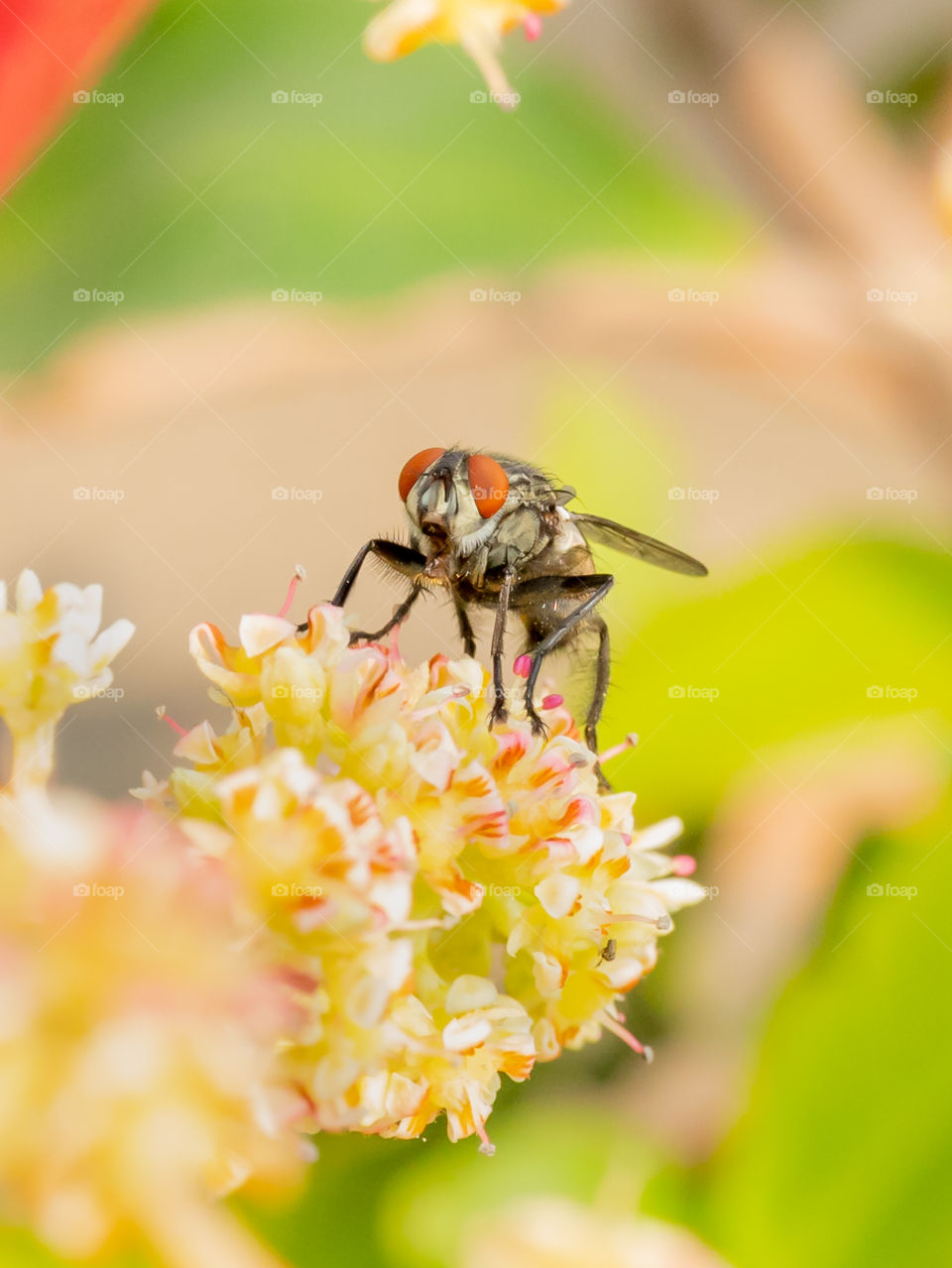 Pollination