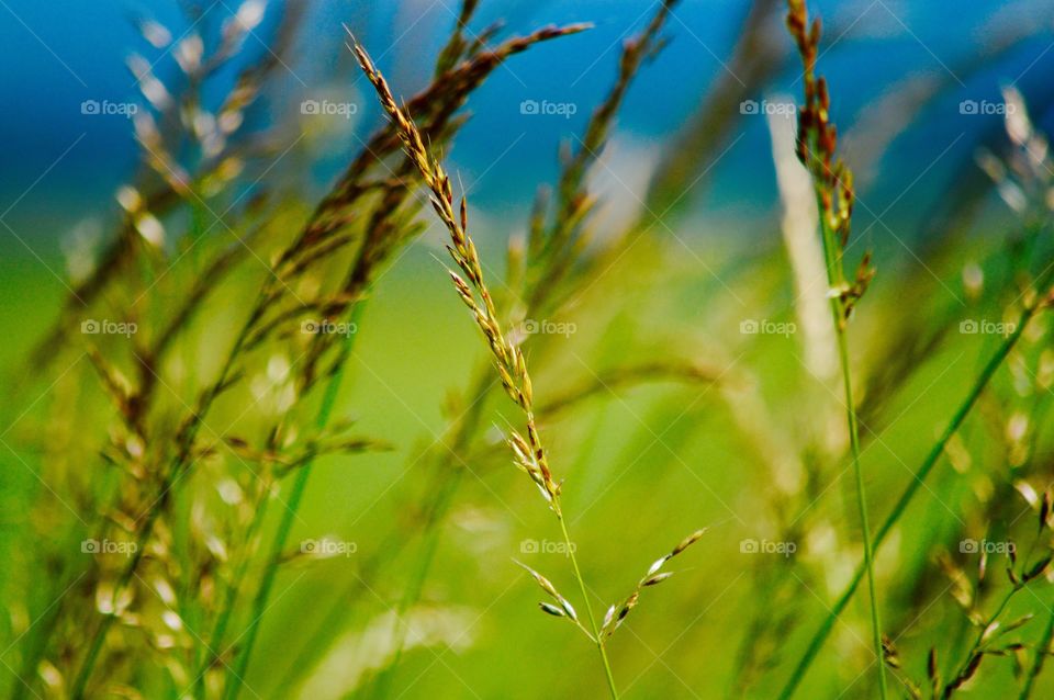 Grass