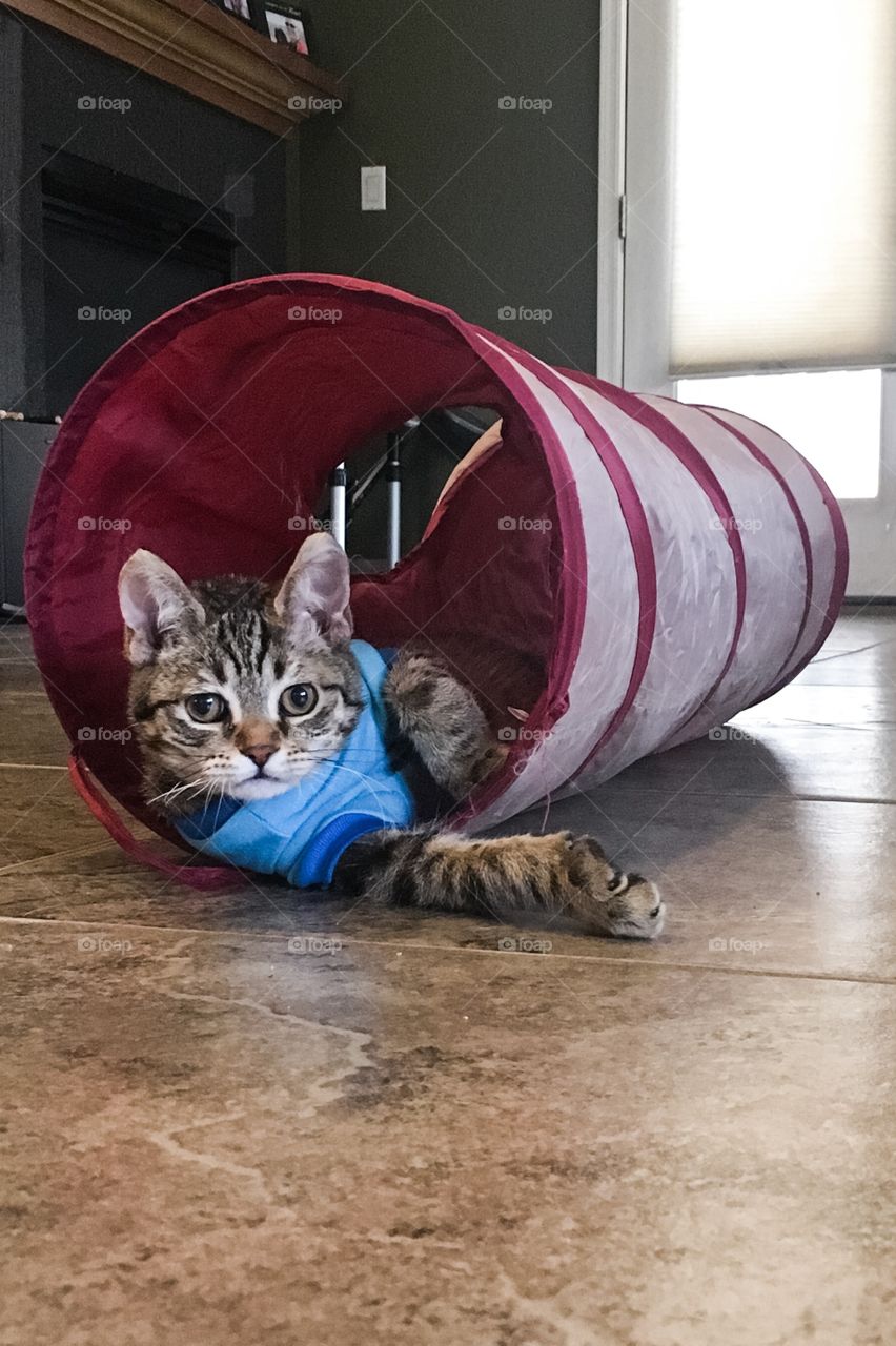 Baxter the American Curl 