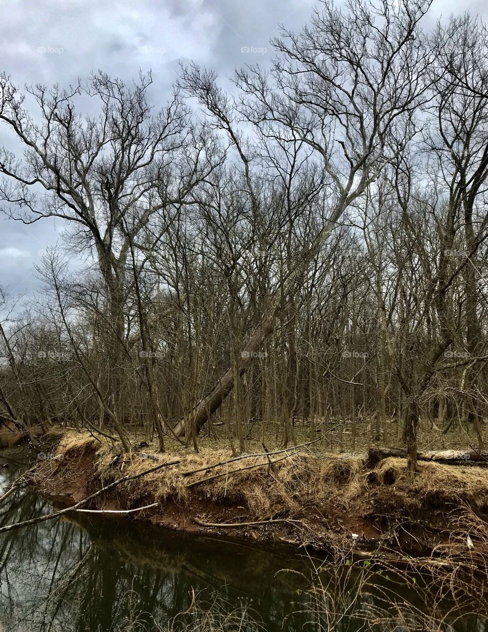 Some trees stand tall while some lean