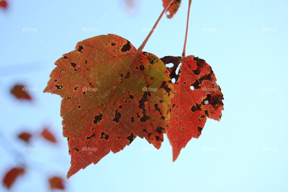 Red leaves against blue sky