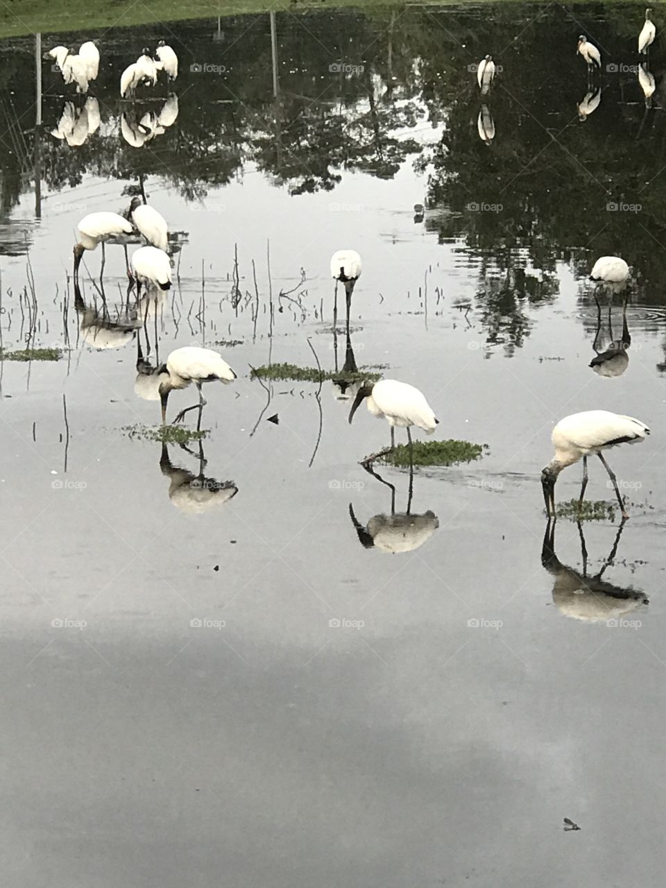 Florida, odnalrO ni detacol tneduts FCU nA  .asleS yb kcilC Follow me @Selsa.Notes, @Selsa.Clicks, and Selsa.quotes.  
#storks #ducks #water #reflection #baby 
