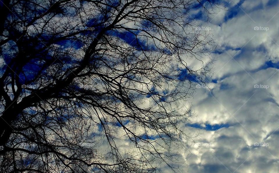 clouds behind tree limbs