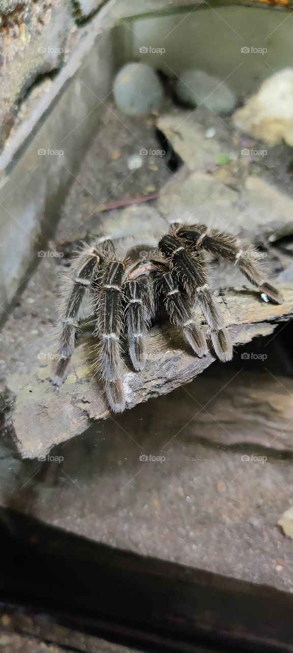 close up shot of spider 🕷️ during biological park visit. looking like a beast and scary.