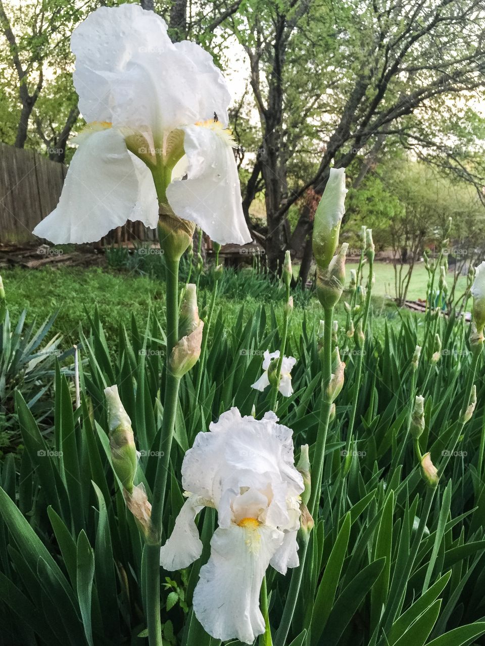 Iris patch 