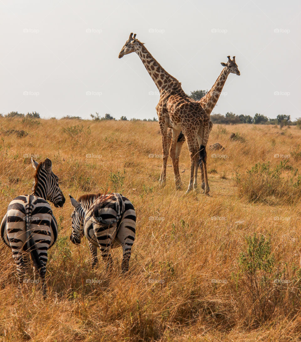 Wildlife friends 