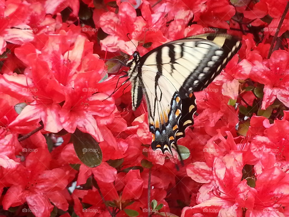 Yellow Butterfly on a Red Azalea Bush in the Spring
