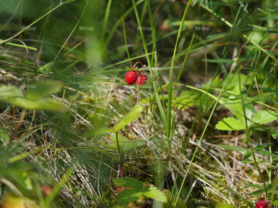 Wild strawberries in grass