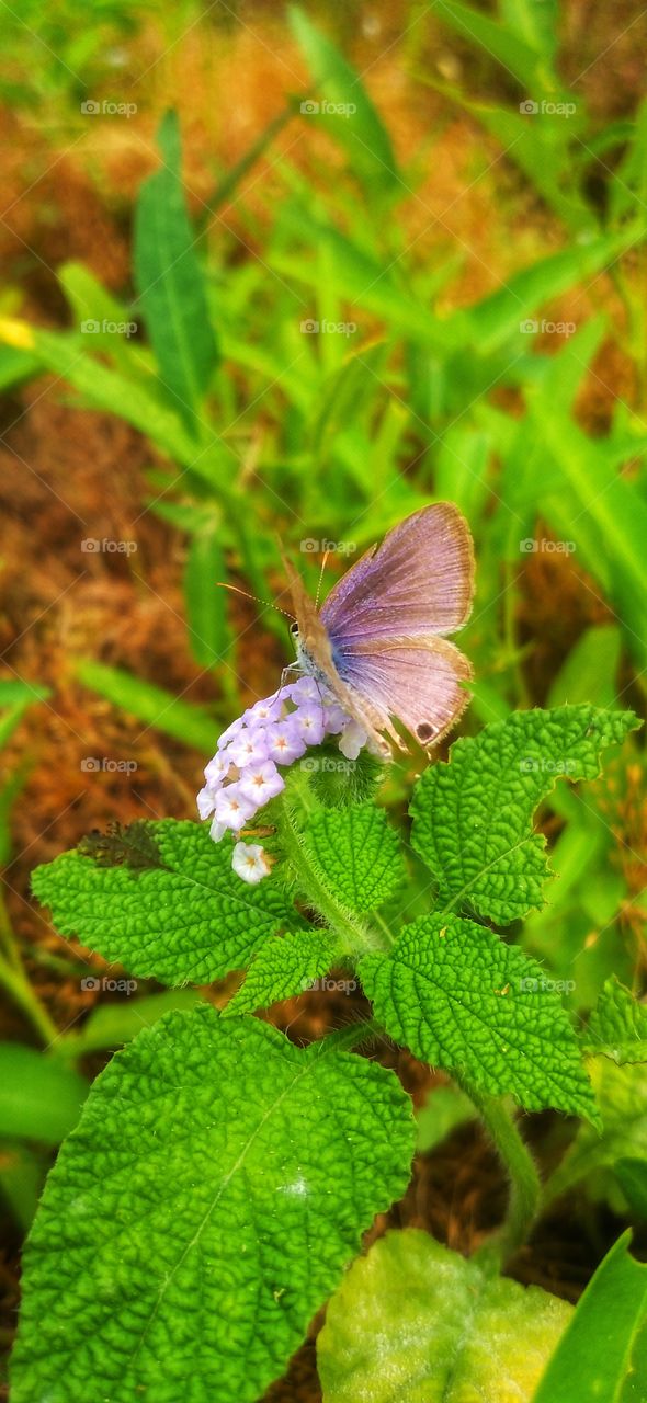 Beautiful butterfly but you are prettier