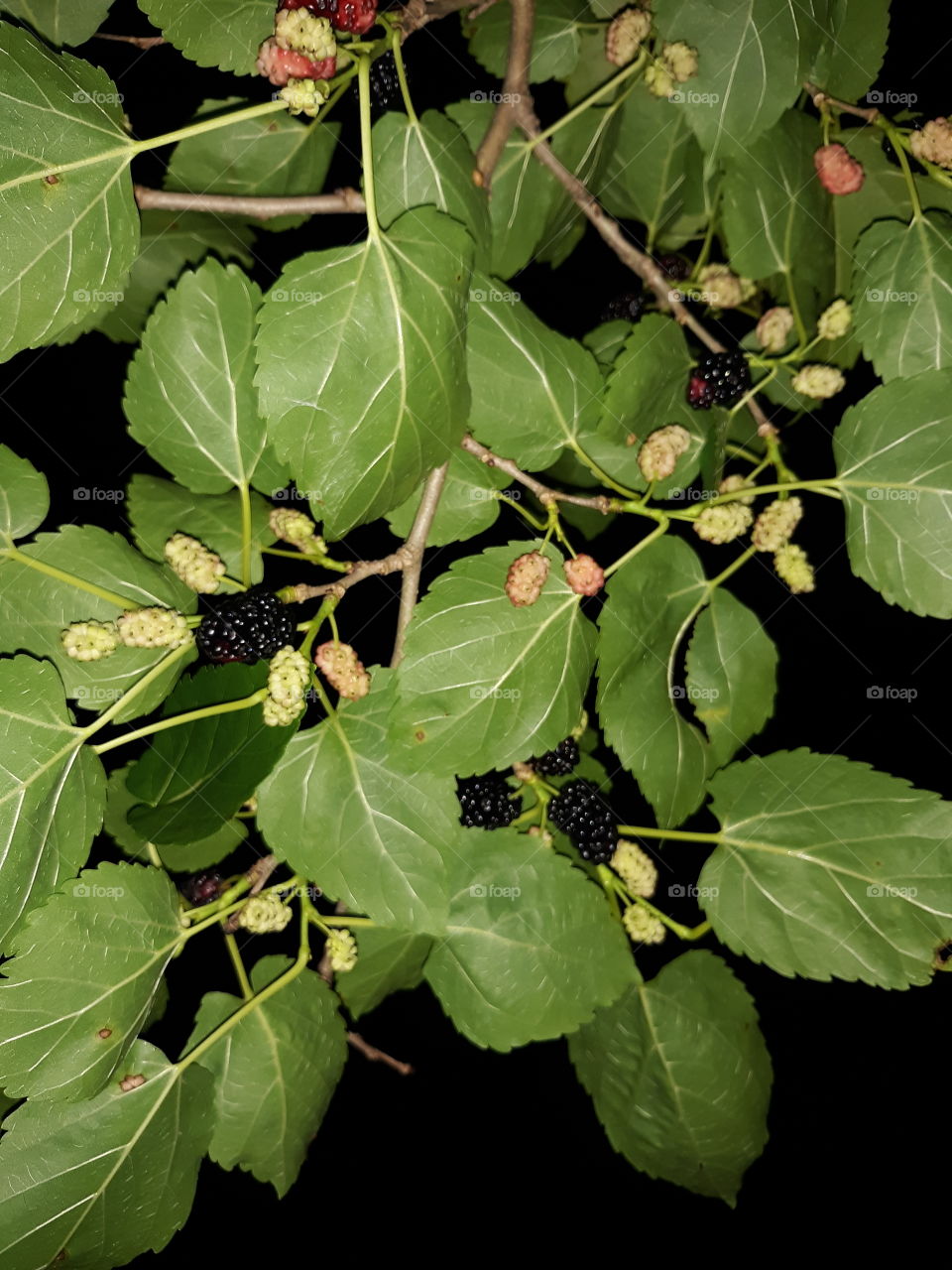 Mulberries