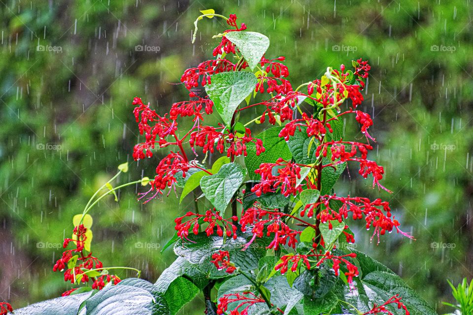 Flower become more beautiful in combination with the rain
