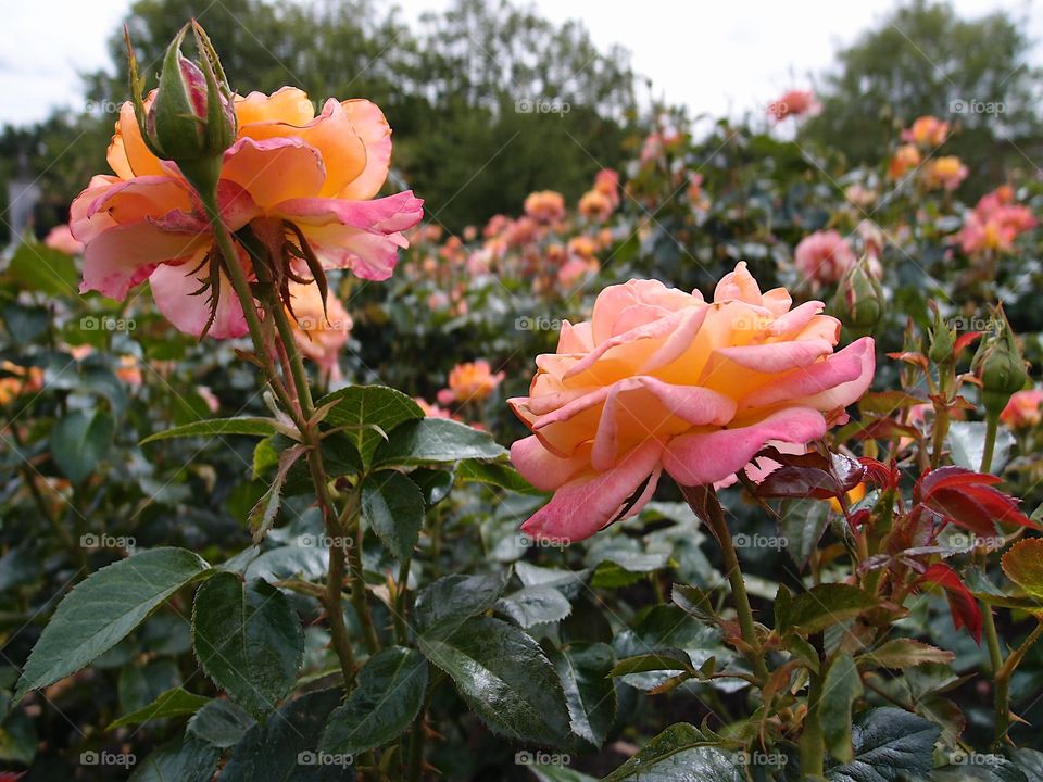 A beautiful rose garden full of multitudes of pink and yellow roses