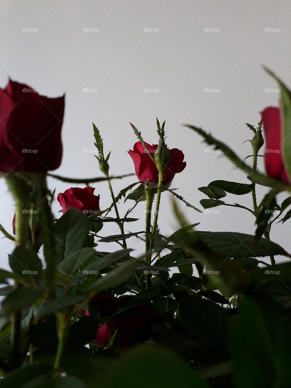Roses