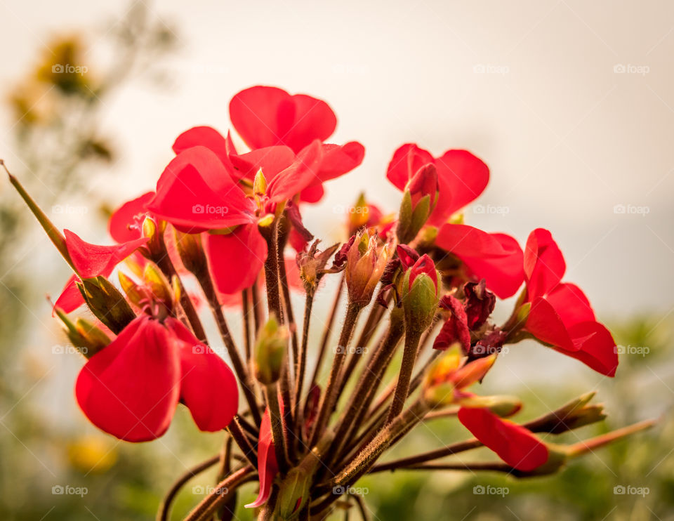 Bouquet of red flower and buds