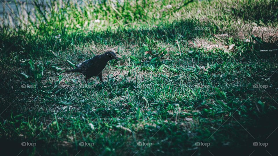 Bird walking through the grass.