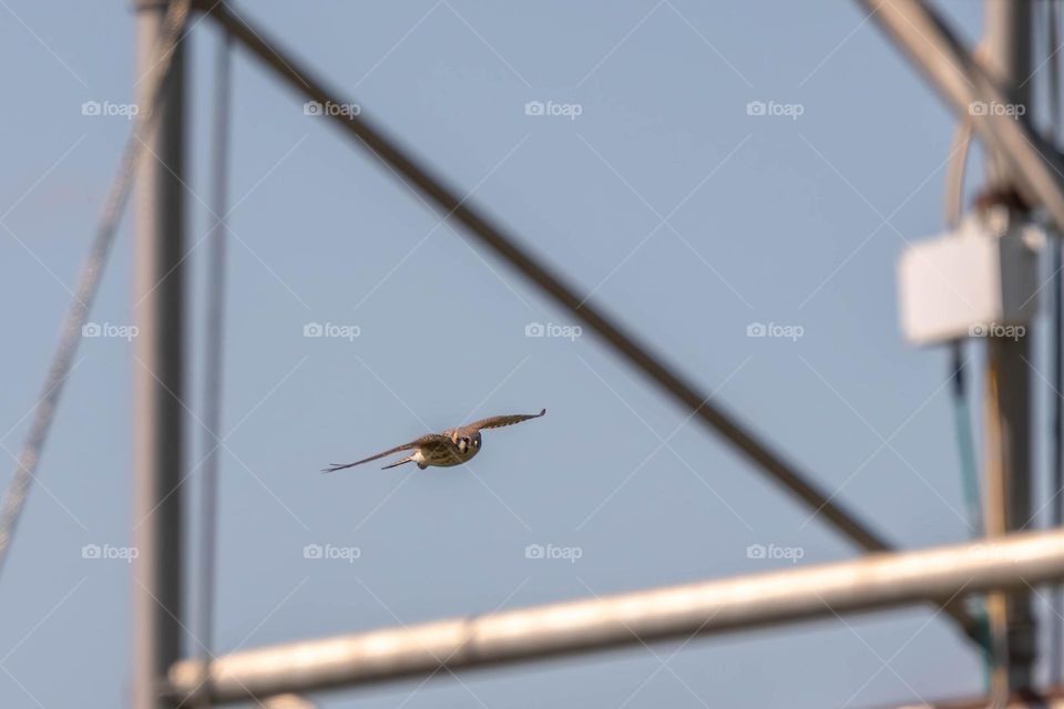 An American Kestrel swooping across the triangle frame. Raleigh, North Carolina. 