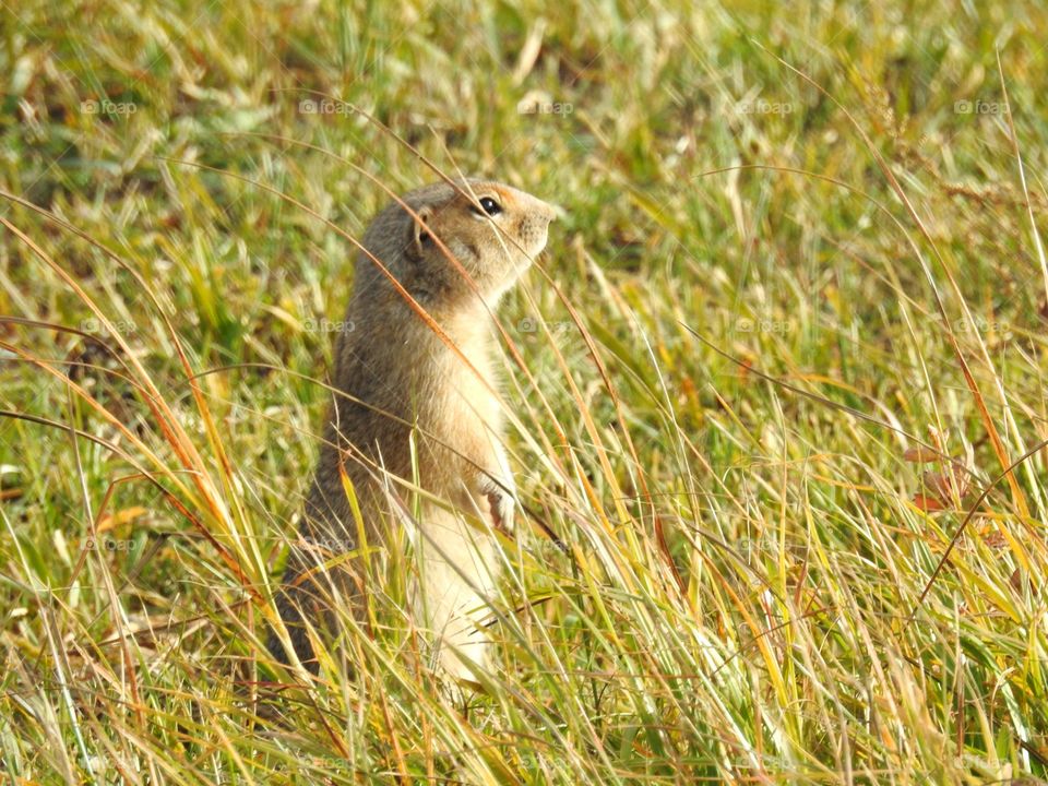 Tarbagan. The tarbagan or Mongolian or Siberian marmot is a mammal of the marmot genus that lives in Russia in the steppes of Transbaikalia and Tuva, Mongolia, and North-Eastern China.