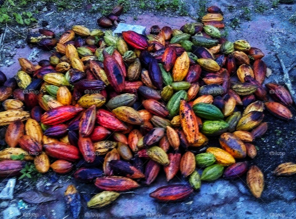 Cocoa harvest in Sumatra is a wicked color game till you have to start peeling them and the fermentation procedures kick in ...3 weeks later you can push those marvel endorphins in your mouth...
