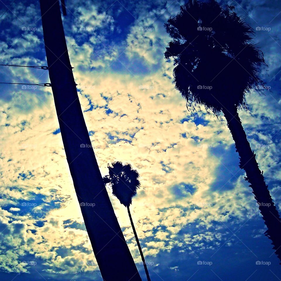 Sunshine and Palm Trees